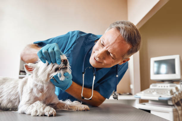 Best Urgent Care for Lost Fillings or Crowns in Venice, IL
